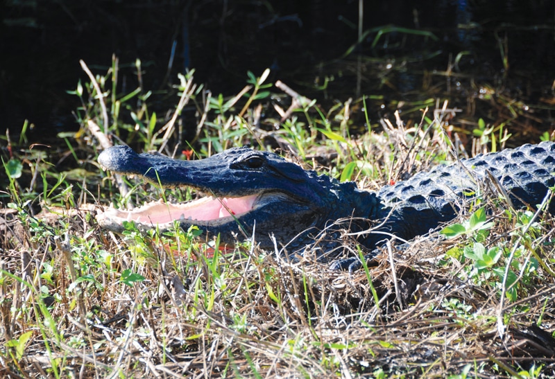 Everglades National Park