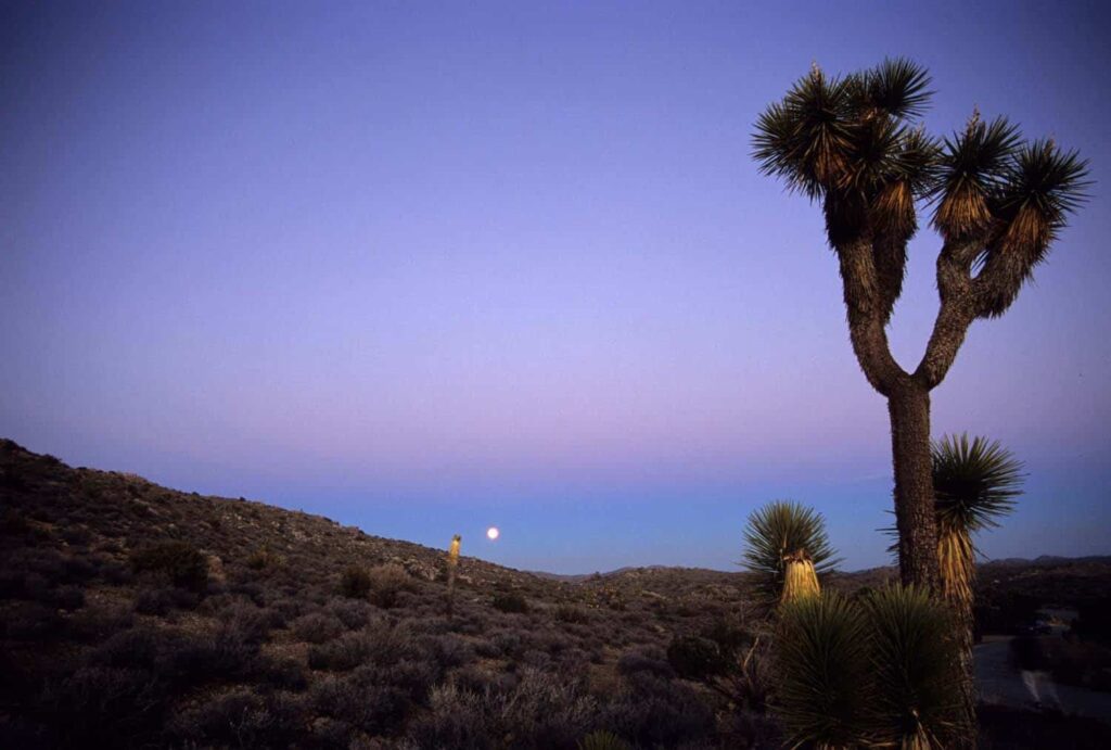 Joshua Tree National Park