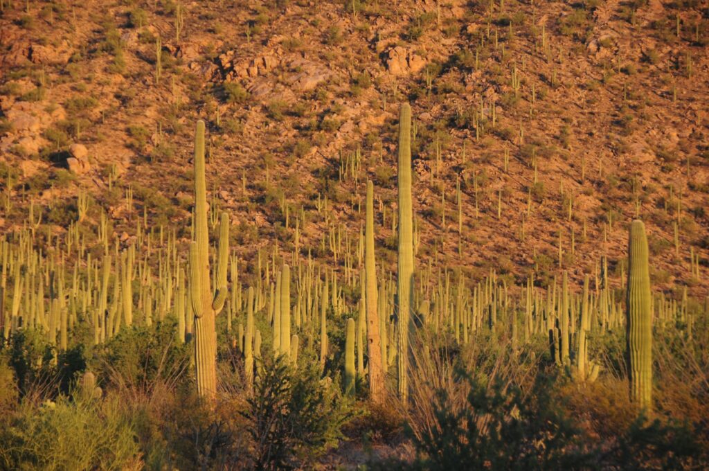 Saguaro National Park